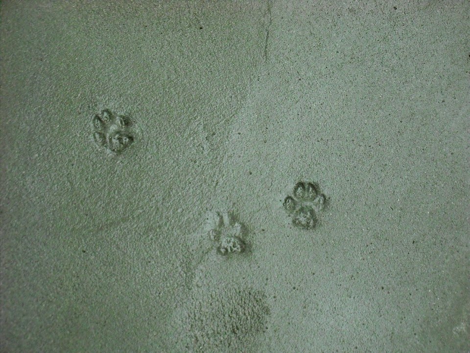 시멘트 위 고양이 발자국