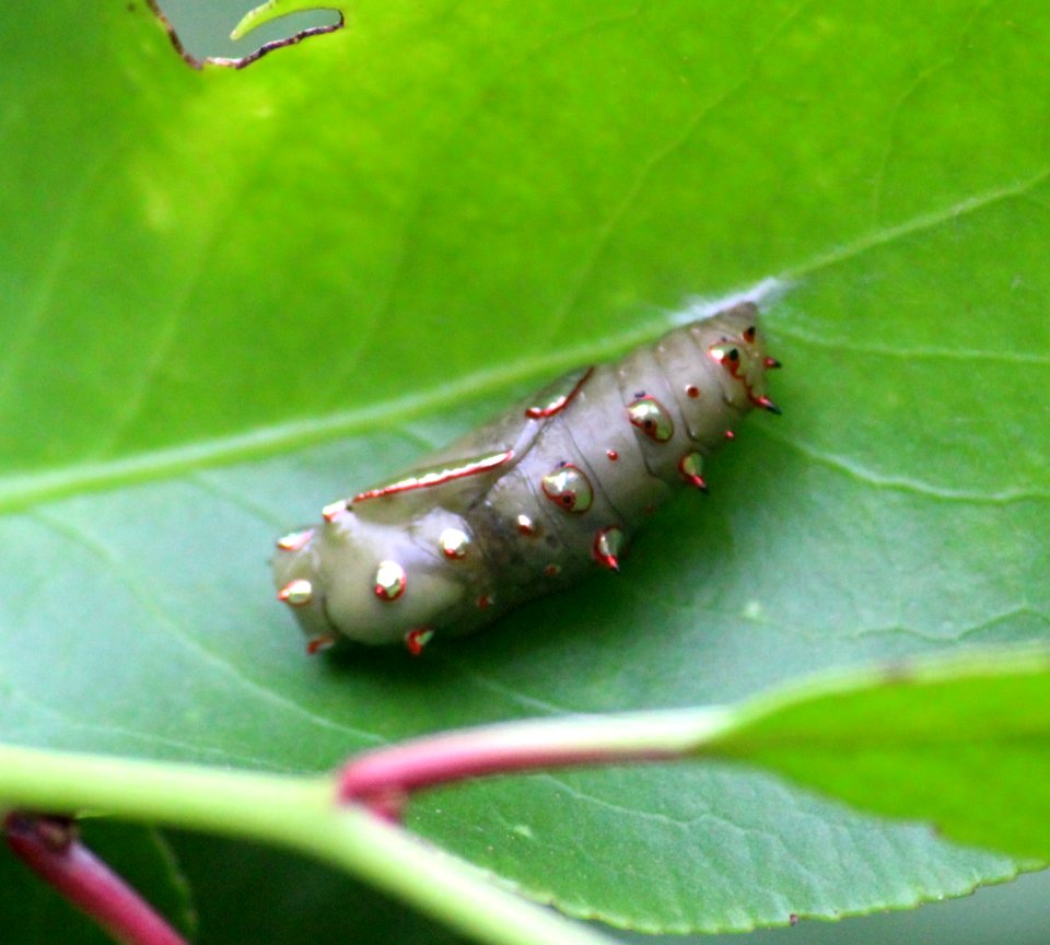 Phalanta phalantha Drury, 1773 – Common Leopard pupa