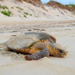Near Coquina Beach, a large loggerhead sea turtle (Caretta caretta) was observed by park biologists. She successfully dug a nest, laid her eggs, and headed back out to the ocean. Most sea turtles nest during the dark of night, but occasionally one is seen