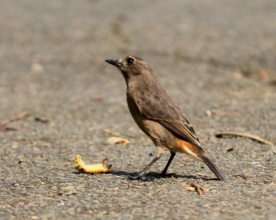 pied bush chat (Saxicola caprata)