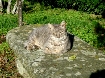 gatta montesenario