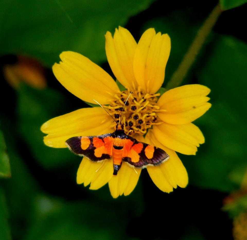 Aeotholessa calidalis