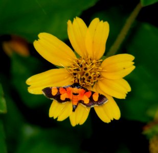 Aeotholessa calidalis