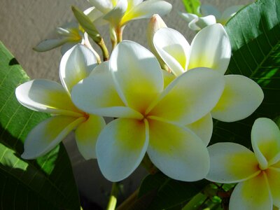 White yellow blooms