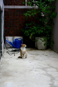 ko-short-cat
