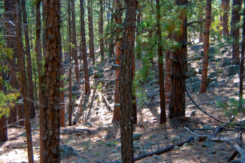 Kelsey Trail