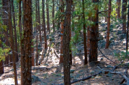 Kelsey Trail