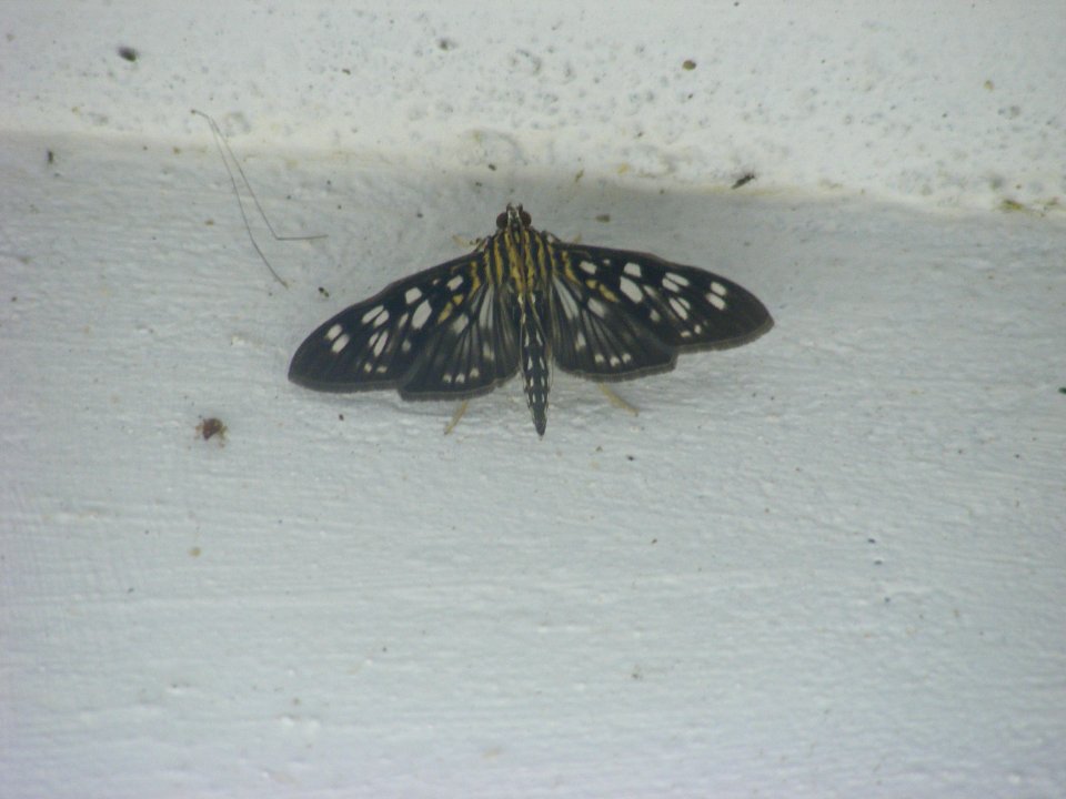 Pygospila tyres, Crambidae