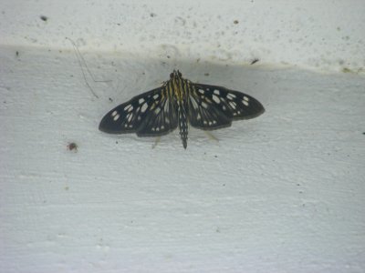 Pygospila tyres, Crambidae