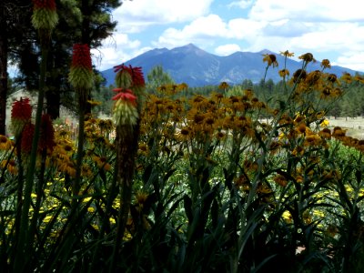 Arboretum at Flagstaff Penstemon Festival