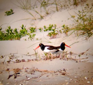 American oystercatcher breeding pair on Ocracoke Island