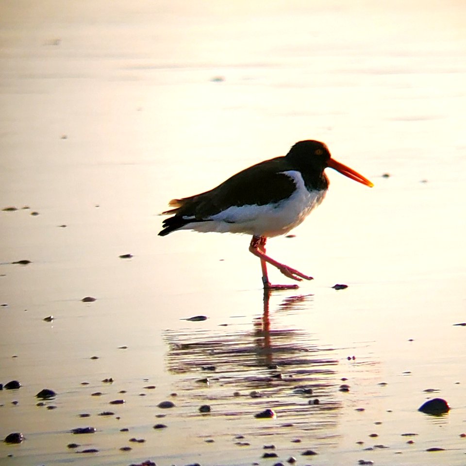 American oystercatcher foraging in the foreshore on Ocracoke Island 04-01-2020