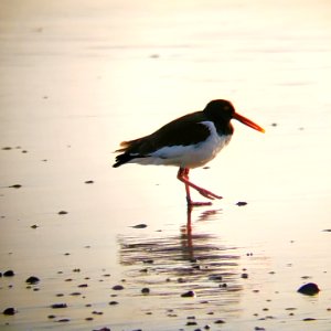 American oystercatcher foraging in the foreshore on Ocracoke Island 04-01-2020
