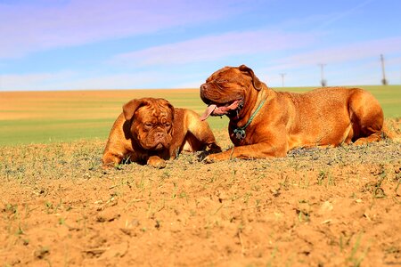 On the hunt mammal dog photo