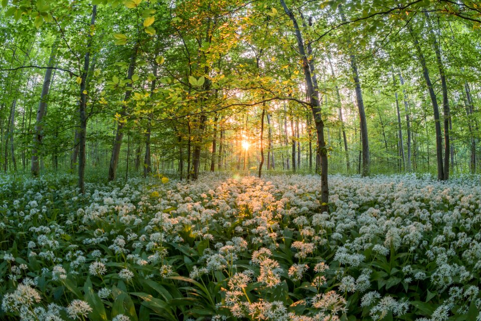 Sun plants sea abendstimmung