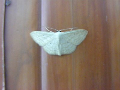 Scopula sp.,Sterrhinae, Geometridae