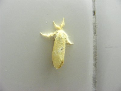 Artaxa sp. (=Euproctis sp. sensu lato) Lymantriidae