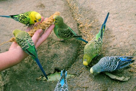 Animals parakeets together photo