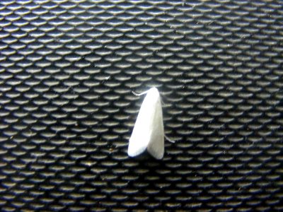 Scirpophaga sp., Crambidae, Schoenobiinae
