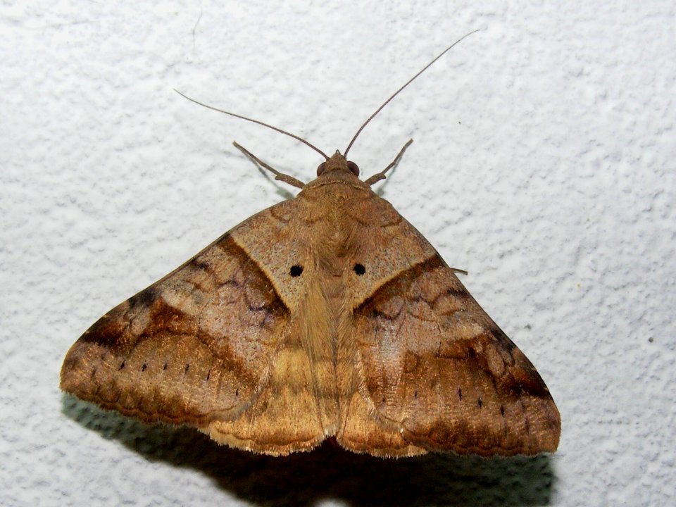 Mocis sp. Noctuidae (Mocis frugalis ?)