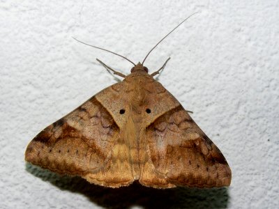 Mocis sp. Noctuidae (Mocis frugalis ?)