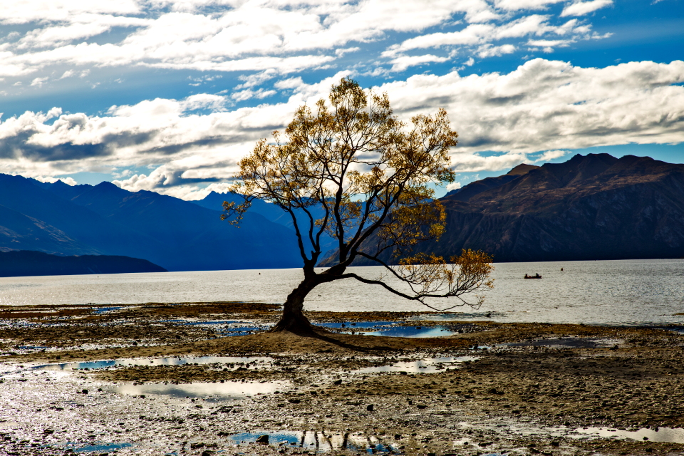 The most photographed tree in New Zealand.