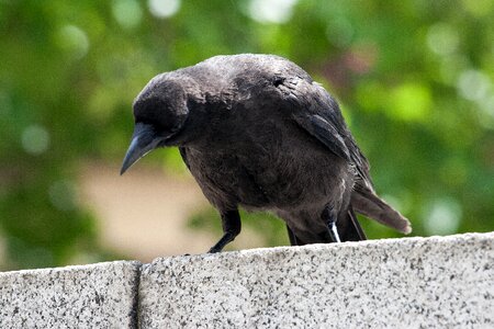 Bird raven raven bird