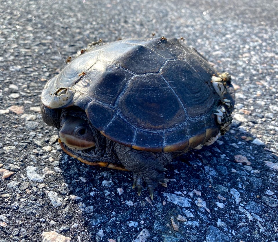A diamondback terrapin crossing NC-12 on Ocracoke Island