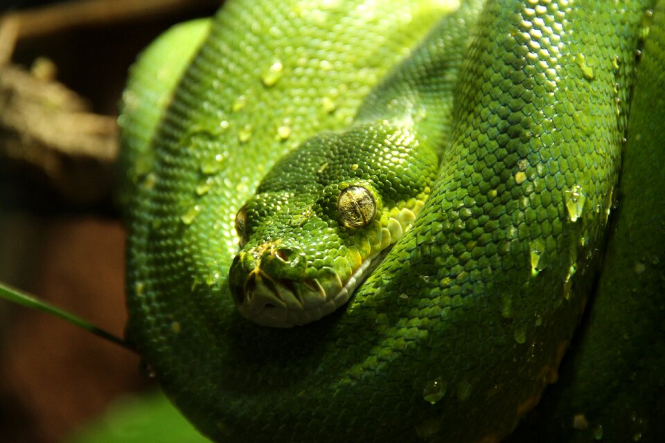 Green animal morelia viridis