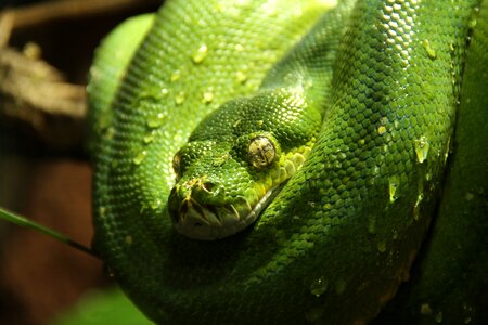 Green animal morelia viridis