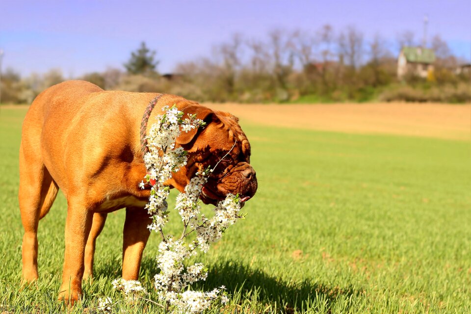 On the hunt mammal french mastiff