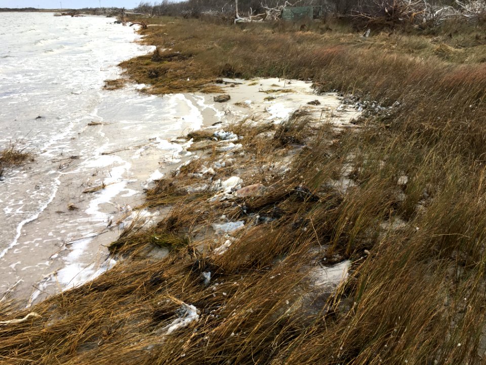 Cold-stunned sea turtle near Ramp 55