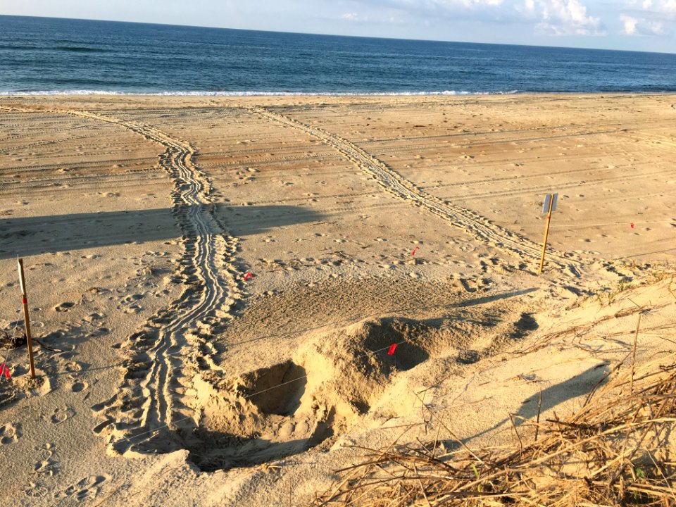 Green Sea Turtle nest found on August 11, 2020