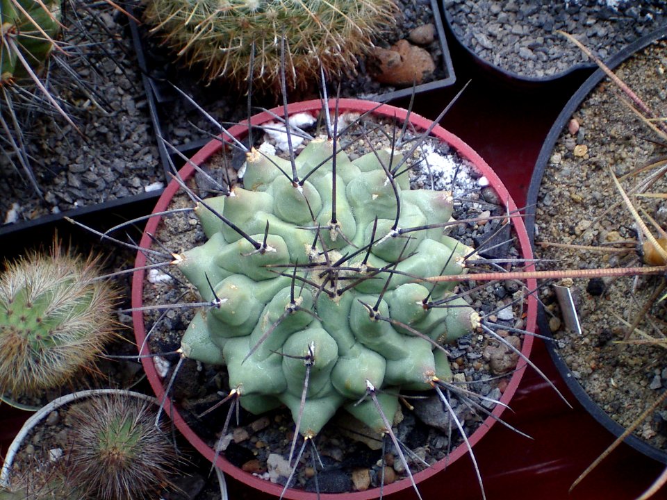 Thelocactus rinconensis [Author PTKS Public Domain]