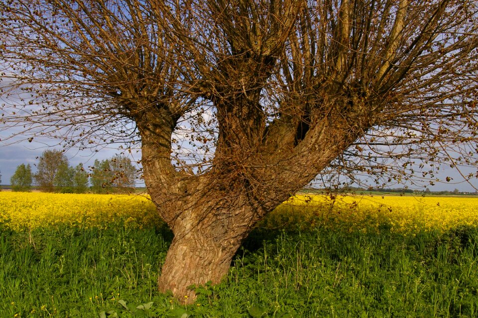 Edge of field field of rapeseeds nature