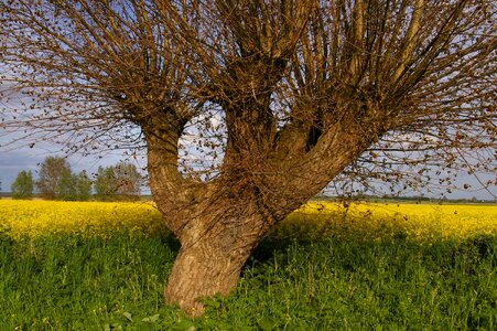 Edge of field field of rapeseeds nature photo