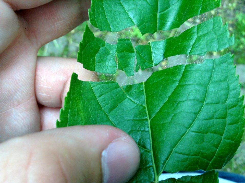 Eucommia ulmoides. Leaf