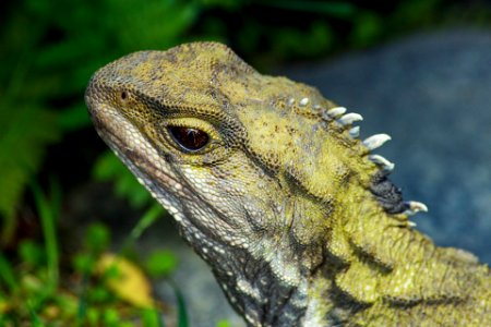 Tuatara photo