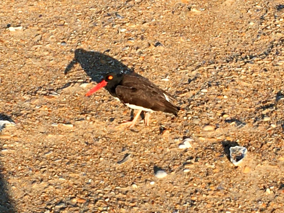 American oystercatcher being territorial to my presence while conducting a nest check on Hatteras Island