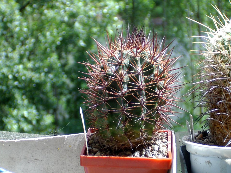 Erioyce (Pyrrhocactus) strausianus HR326 [Author PTKS Public Domain]