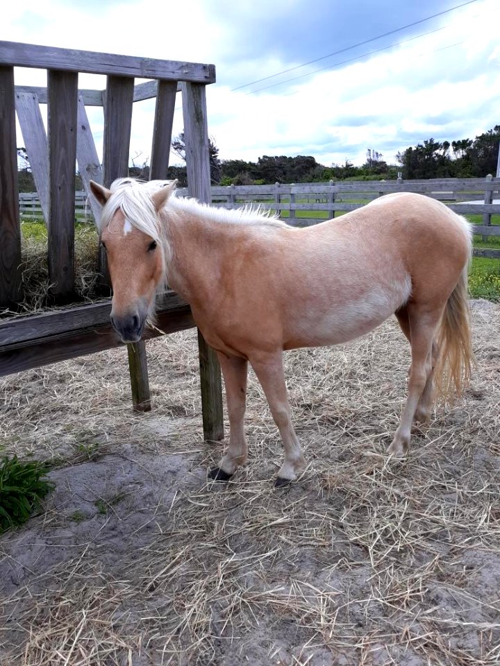 Jobelle, Ocracoke pony