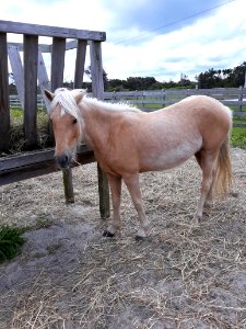 Jobelle, Ocracoke pony