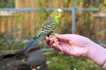 Trustful trust animal