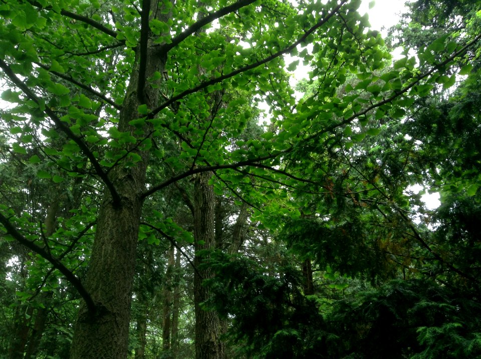 Ginkgo biloba