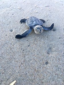 Green sea turtle hatchling with a sandy face on Ocracoke Island