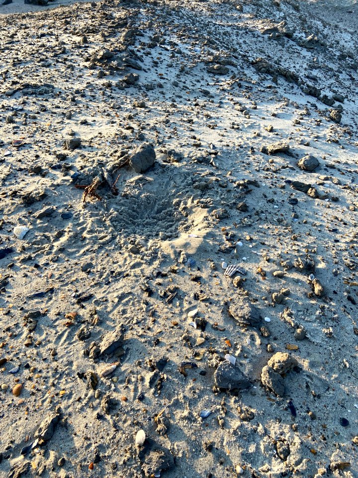 American oystercatcher scrape on spoil dune, Ocracoke Island