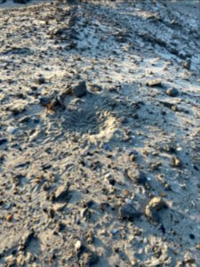 American oystercatcher scrape on spoil dune, Ocracoke Island photo