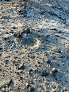 American oystercatcher scrape on spoil dune, Ocracoke Island