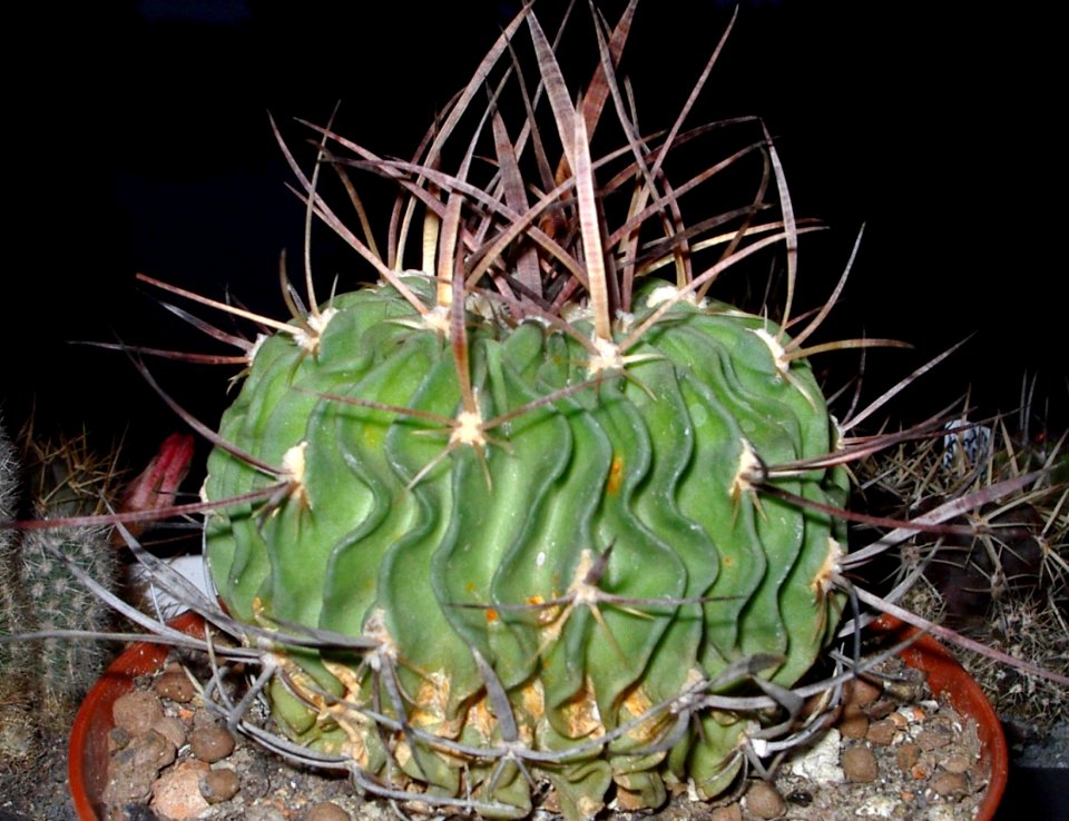 Stenocactus multicostatus [Author PTKS Public Domain]