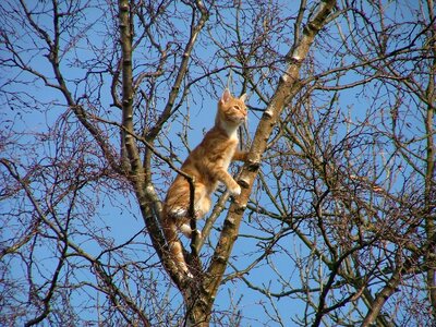 Ginger white tabby photo